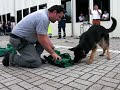 Cane Antidroga