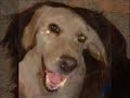 Diga Não ao Abandono de Animais
