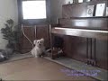 Our dog Teddy a Cairn Terrier