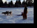 Pups Pulling Kaylie In Sled