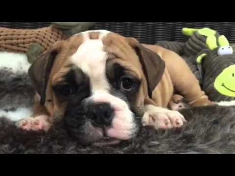 So Sweet & Chubby! Beautiful Victorian Bulldog!