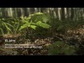 TEAM 7 It's a tree story