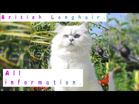 British Longhair. Pros and Cons, Price, How to choose, Facts, Care, History