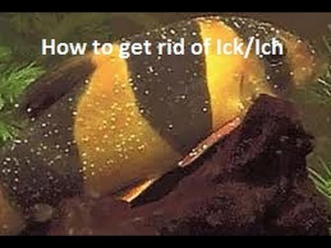 how to get rid ick