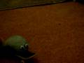 Fossil Friend (Pet Rock)