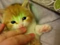 ずっと子猫のターン!