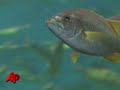 Scientists Record Music Composed by Fish, Ants