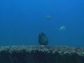 Mergulho em Recife - Saveiros Mergulho em Recife - Saveiros