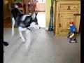 Husky VS Tony Hawk Husky VS Tony Hawk