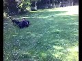 KNPV Training