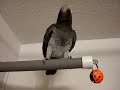 Timneh African Grey