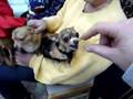 Chi\'s Gone Wild