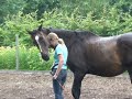 Spelen met paarden Spelen met paarden