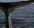Spot Romerijo