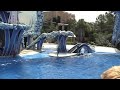 \"Blue Horizon\" #1 Crazy HIGH Dolphin Jumps and Flips!!!!