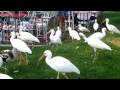 birds shot with Zi6