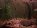meu aquario abitantes :^1 casal de colisa , 1 casal de platy , um casal de espada , 1 macho de guppy e duas femes, 1 cascudo , um limpa fundo e 2 ampularias 