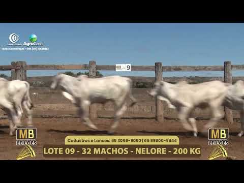 556� LEIL�O VIRTUAL MB LEIL�ES