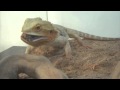 Voir la vid&eacute;o