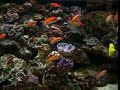 AQUARIUM & relax music
