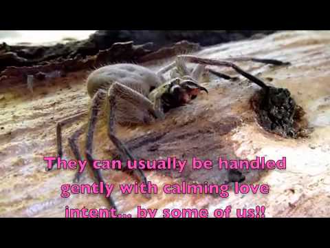 Upset Female Huntsman Spider huntsman spider bite. Upset Female Huntsman Spider