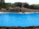 Delfin-Show im Loro Parque, Teneriffa