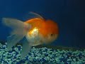 5\" Jelly Head Oranda Goldfish - www.aquaticwonderland.com