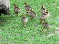 Baby peacocks at the zoo