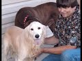 Golden Boy Leo *ADOPTED*