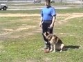 Видео - Основы дрессировки собак