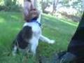 Beagle video