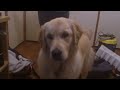 I love watching YouTube with my Dog. He gets right into the video's we watch http://t.co/GD2Y52RN -especially video's with dogs and cats
