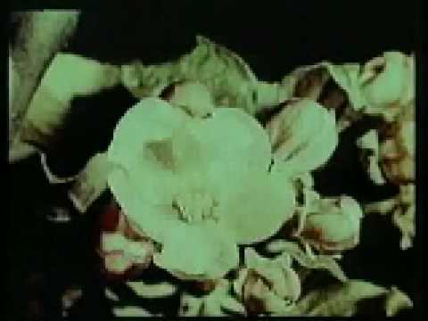 Yana - Miss mandra-n sat
