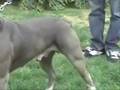pit bull training