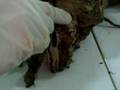 Practica-Anatomia-Di