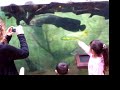 Shedd Aquarium 4