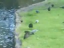 Sony Ericsson K660i - Video Sample 2