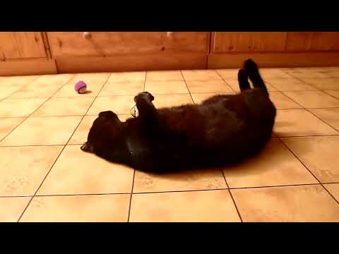 Rugbyball til katt / hund finner du i vår dyrebutikk på nett.