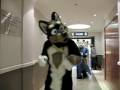 videos de RBW 08 Fursuit Parade