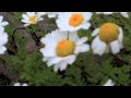 Guarda video