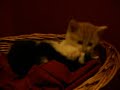 Baby Kitty Wrestling