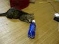 ねこパンチ