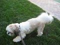 Gizmo (1 yr 5 mo) and Ollie (11 mo) - morning walk