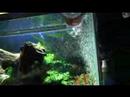Peacock Bass Teasing Peacock Bass Teasing