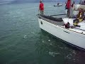 Rolex Big Boat Series 2008 SF 36.7 Fleet Rolex Big Boat Series 2008 SF 36.7 Fleet