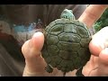 Herping With Dylan: Baby Turtles Herping With Dylan: Baby Turtles