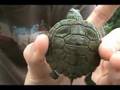 Herping With Dylan: Baby Turtles