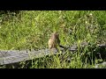 Pheasant  Caucal 3