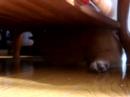 柴犬動画