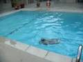 Daniela y Koyi en la piscina